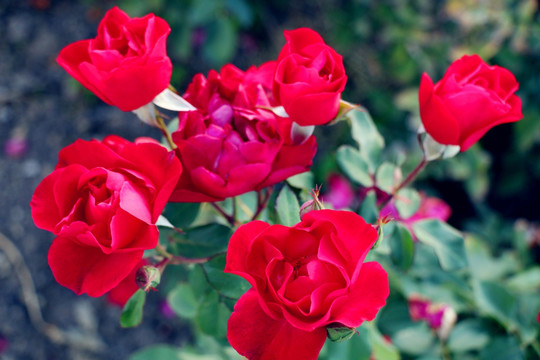 红色高贵夫人玫瑰