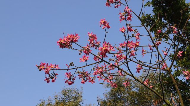 木棉花