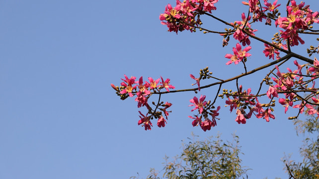 木棉花