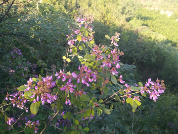 野花
