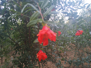 石榴花