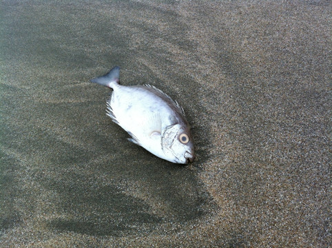 海滩咸鱼