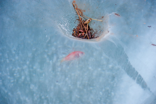 冰中的小鱼