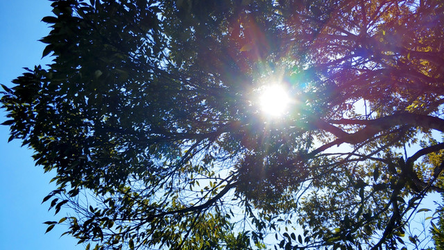 树丛太阳