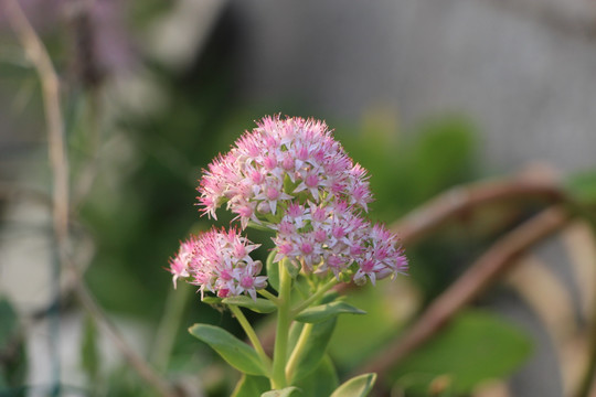 旱三七花