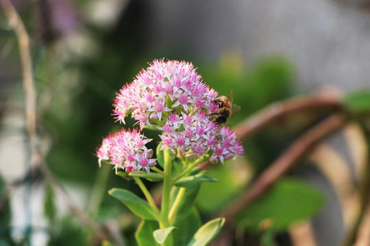 旱三七花和蜜蜂