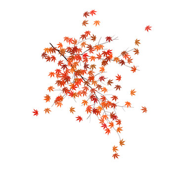 鼠绘红色枫树枝叶