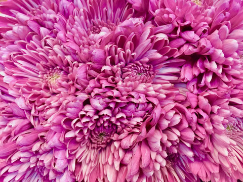 菊花墙