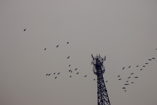 信号塔和鸟群