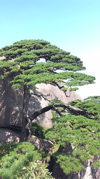 黄山迎客松