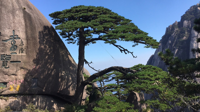 黄山迎客松