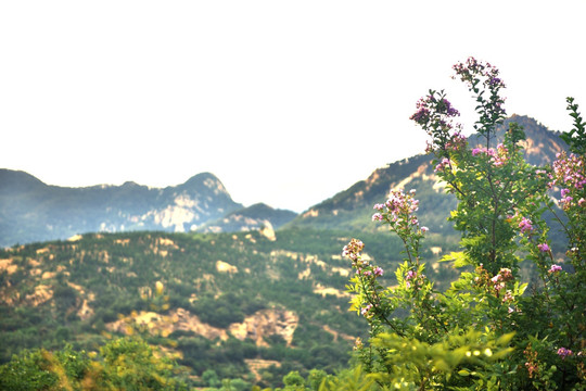 山花烂漫