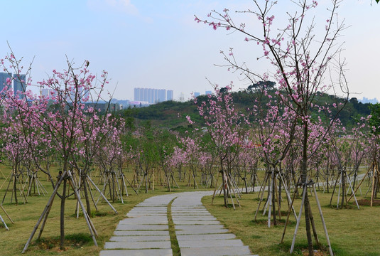 樱花小道