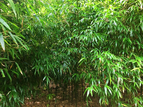 竹叶