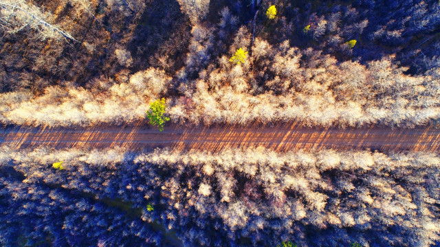 掩映晚秋树林里的山路