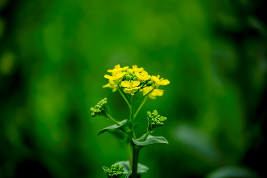 油菜花