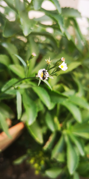 野菊花