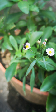 野菊花