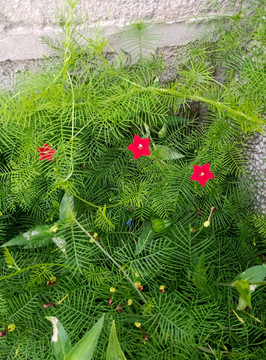 五角星花