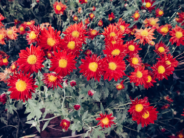 菊花