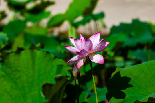 荷花