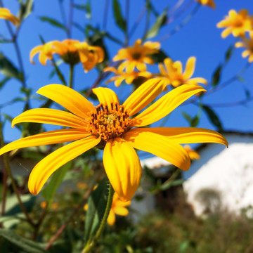 花