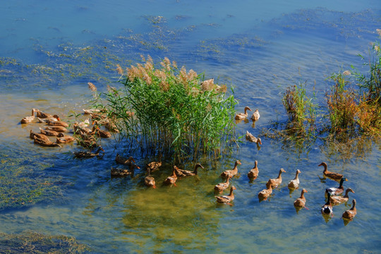 溪水中在水草边游动的麻鸭鸭群