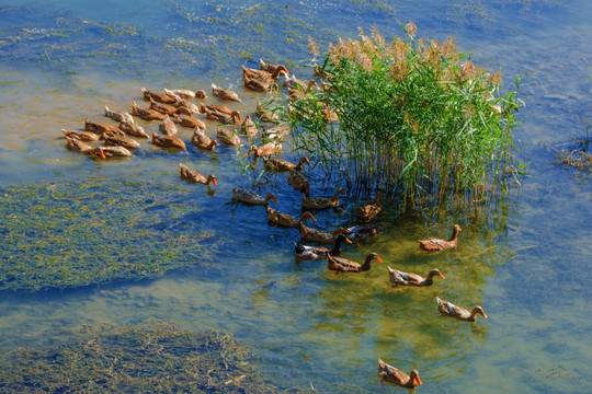 溪水中在水草处游动的麻鸭群