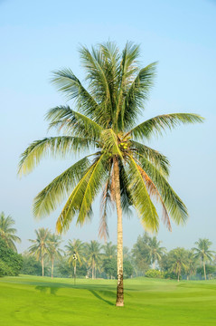 椰子树景观