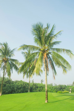椰子树风景