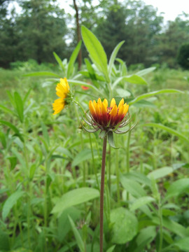 两朵天人菊