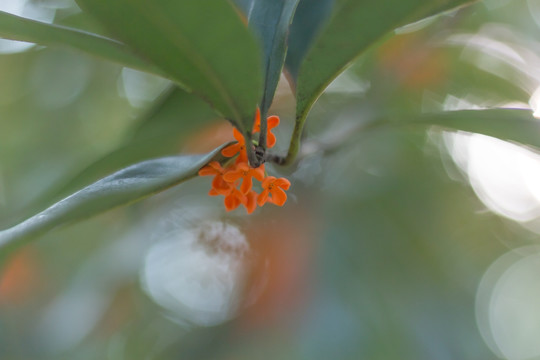 橙色桂花树