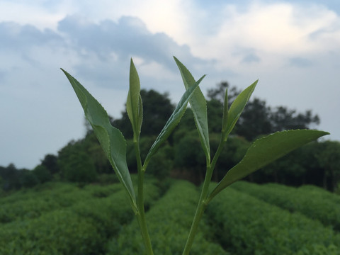 绿茶鲜叶