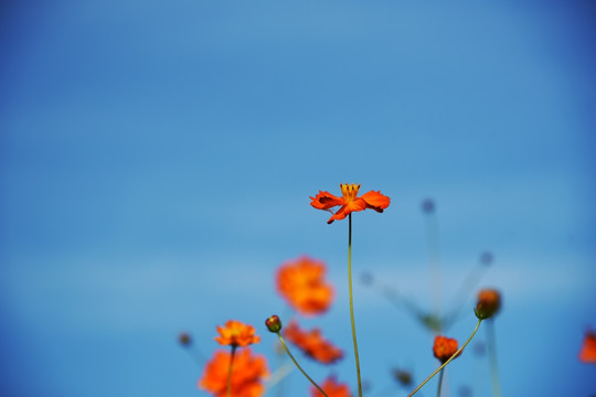 波斯菊格桑花