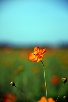 波斯菊格桑花