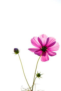 紫菊