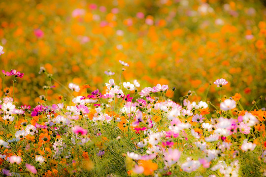 菊花花海