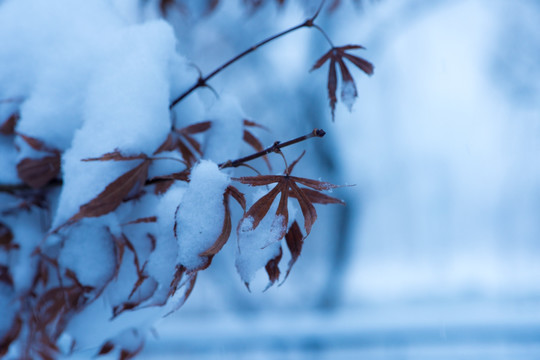 雪中枫叶