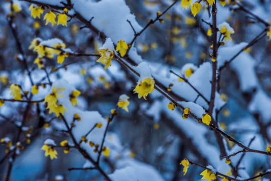 雪中小花