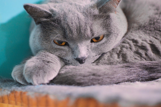 猫