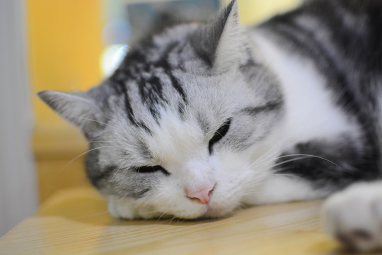 猫