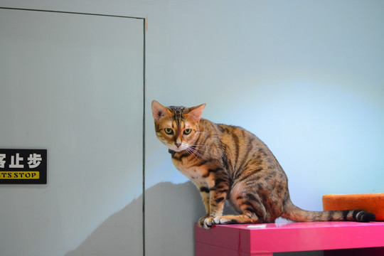 猫