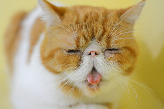 猫