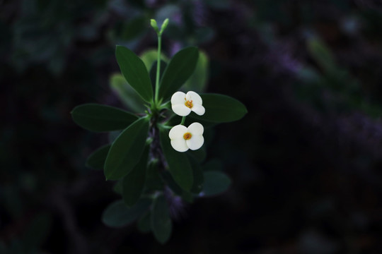 麒麟花
