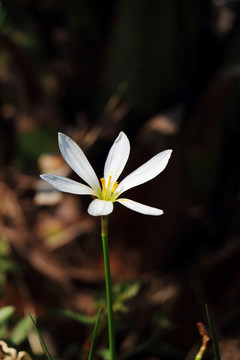 一朵白花