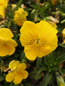 月见草