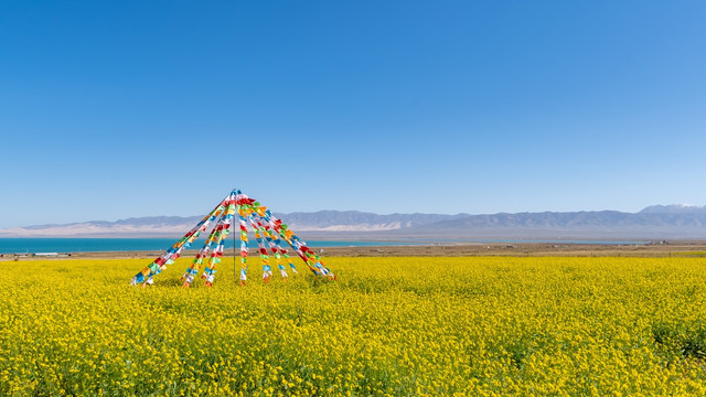 油菜花海