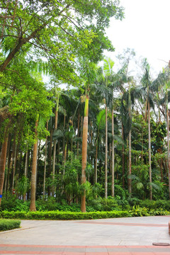 热带棕榈树树林场景