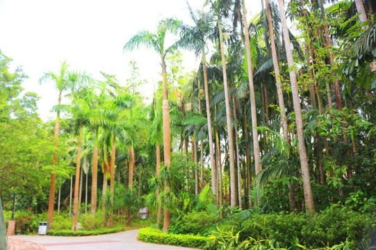热带棕榈树树林场景