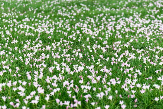 韭菜花地